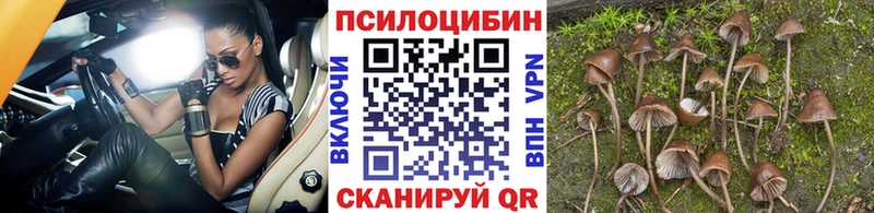 blacksprut Фрязино Псилоцибиновые грибы прущие грибы наркотики
